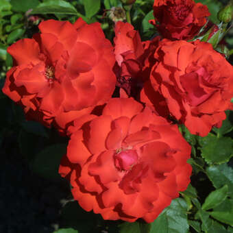 Rose 'Olympisches Feuer 92'