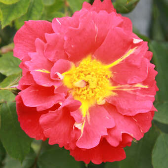 Rose 'Bajazzo'