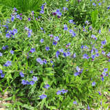 Buglossoides purpurocaerulea - Steinsame