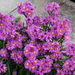 Aster novi-belgii 'Royal Ruby': Bild 1/1