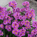 Aster novi-belgii 'Royal Ruby' - Herbst-Glattblattaster