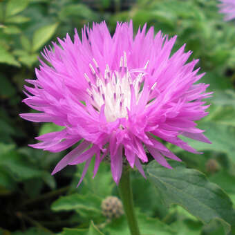 Centaurea hypoleuca 'John Coutts'