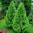 Chamaecyparis lawsoniana 'Pottenii' - Seidenzypresse
