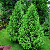 Chamaecyparis lawsoniana 'Pottenii' - Seidenzypresse