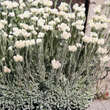 Antennaria dioica 'WeißeImmortelle': Bild 1/1