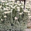 Antennaria dioica 'WeißeImmortelle': Bild 1/1