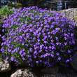 Aubrieta 'Hamburger Stadtpark': Bild 1/4