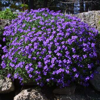 Aubrieta 'Hamburger Stadtpark'