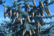 Picea pungens 'Hoopsii': Bild 3/3