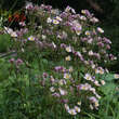 Anemone tomentosa 'Robustissima': Bild 4/4