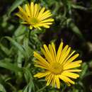 Buphthalmum salicifolium - Ochsenauge