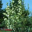 Yucca filamentosa: Bild 6/8