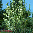 Yucca filamentosa: Bild 3/3