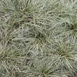 Carex 'Silver Sceptre': Bild 4/4