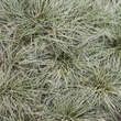 Carex 'Silver Sceptre': Bild 4/4