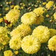 Chrysanthemum indicum 'Citronella': Bild 1/6