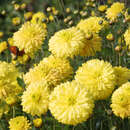 Chrysanthemum ind. 'Citronella' - Herbstchrysantheme