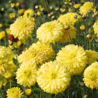 Chrysanthemum indicum 'Citronella'