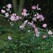 Anemone 'Pamina': Bild 3/3