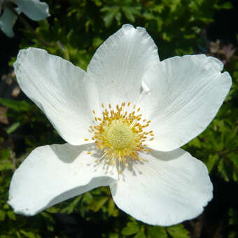 Anemone sylvestris