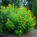 Senna hebecarpa - Kassie, Gewürzrinde