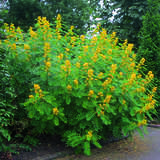 Senna hebecarpa - Kassie, Gewürzrinde