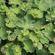 Alchemilla mollis: Bild 4/11