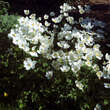 Anemone sylvestris: Bild 6/7