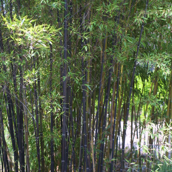Schwarzer Bambus Phyllostachys nigra grün