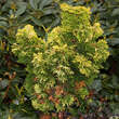 Chamaecyparis obtusa 'Nana Lutea': Bild 4/5