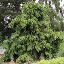 Picea abies 'Acrocona' - Zapfenfichte