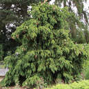 Picea abies 'Acrocona' - Zapfenfichte