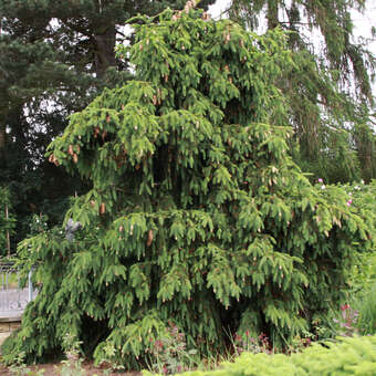 Zapfenfichte - Picea abies 'Acrocona'
