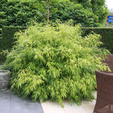 Fargesia 'Rufa' - Schirmbambus