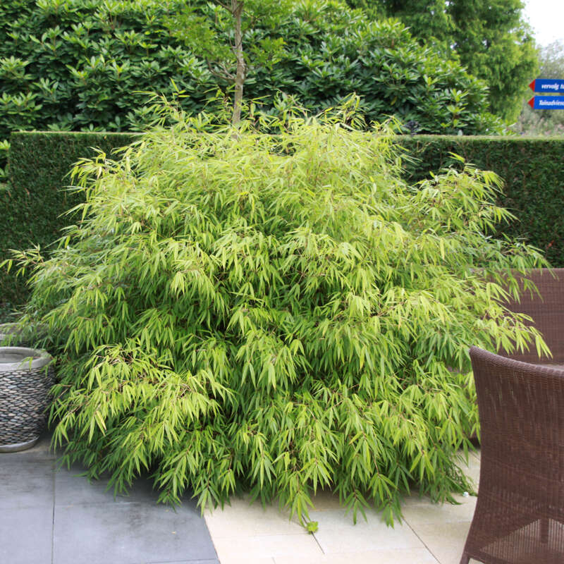 zaun bambus sichtschutz Bambuszaunfeld mit Cortenstahl Rahmen – Moderner Sichtschutz Garten –  Bambusbasis main image 0