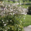 Anemone 'Honorine Jobert': Bild 6/7
