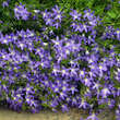 Campanula poscharskyana: Bild 2/4