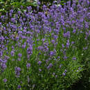 Lavandula angustifolia 'Hidcote' - Lavendel