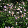 Anemone tomentosa 'Robustissima': Bild 3/4