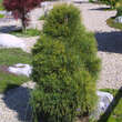 Pinus cembra 'Compacta Glauca': Bild 1/2