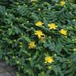 Hypericum calycinum: Bild 2/7
