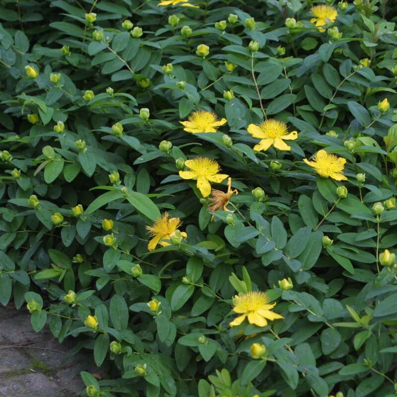 Johanniskraut Hypericum calycinum gelb