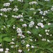 Allium ursinum: Bild 6/6