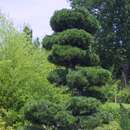 Pinus parviflora 'Glauca' - Mädchenkiefer