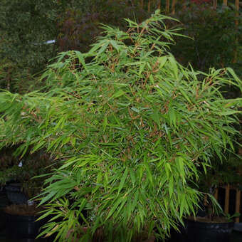 Schirmbambus - Fargesia murielae 'Rufa' - grn