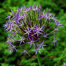 Allium christophii - Sternkugellauch