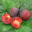 Prunus domestica 'Ruby': Bild 7/9