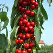 Prunus av. 'Sara': Bild 2/3