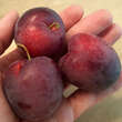 Prunus domestica 'Ruby': Bild 5/9