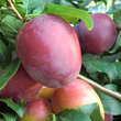 Prunus domestica 'Ruby': Bild 3/9